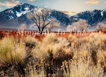 Meadow-and-Mountain