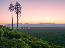 Sentinels