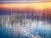 Shimmering-Reeds