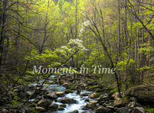 Spring-Rush