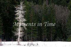 Winter_Tree