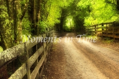 Coming_Home_