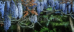 Annies_Wisteria