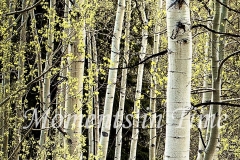 Aspen_Nook