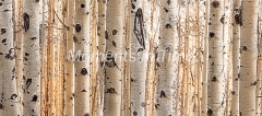 Aspens