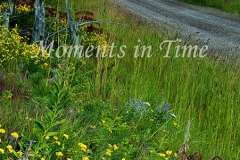 Montana-Trail-2