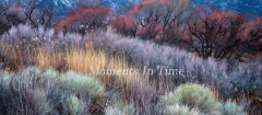 Natures-Palette