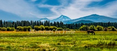 Peaceful-Grazing