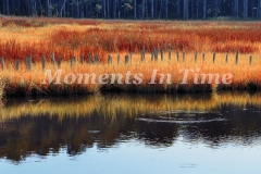 Ripples-c43