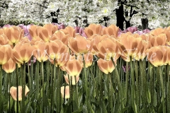 Tulip Lanterns