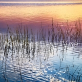 Shimmering Reeds-22x22-Square