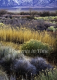Desert-Bloom