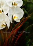 Moon-Orchid