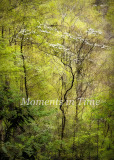 Mystical-Nature