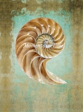 Nautilus