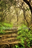 Steps_Ahead