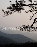 Seqouia_Evening