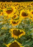Sunny_Fields