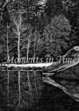 Four_Trees